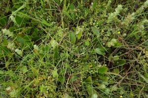 Anagallido tenellae - Juncetum bulbosi