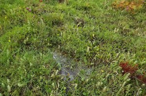 Anagallido tenellae - Juncetum bulbosi