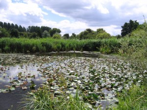 Nymphaeo albae - Nupharetum luteae