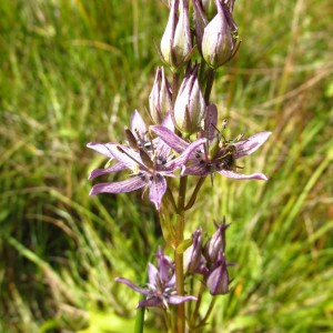 Caricion davallianae