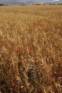 Papaveretalia rhoeadis