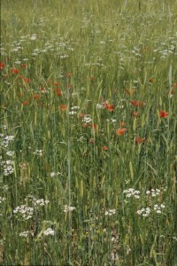 Papaveretalia rhoeadis