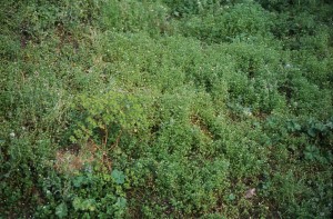 Veronico agrestis - Euphorbion peplidis