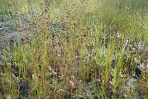 Spergulo rubrae - Illecebretum verticillati