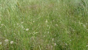 Teesdalio nudicaulis - Airenalia praecocis