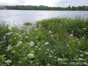 Convolvulo sepium - Althaeion officinalis