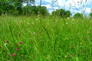 Arrhenatheretalia elatioris subsp. elatioris