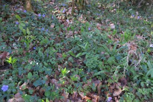 Actaeo spicatae - Mercurialion perennis