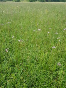 Stachyo palustris - Cirsion oleracei