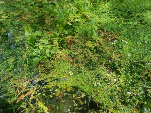 Callitricho obtusangulae - Ranunculetalia peltati