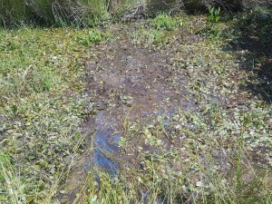 Junco bulbosi écoph. stagnophile - Potamogetonion polygonifolii