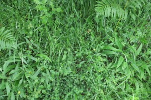 Trifolio medii - Agrimonienion eupatoriae