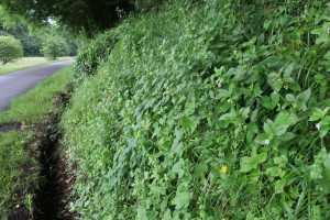 Agrimonio eupatoriae - Trifolietalia medii