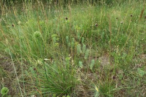 Koelerio macranthae - Phleion phleoidis