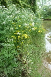 Senecioni aquatici - Oenanthetum crocatae