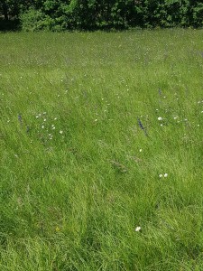 Mesobromopsidion erectae