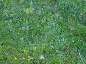 Mesobromopsidion erectae