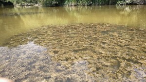 Stuckenietea pectinati