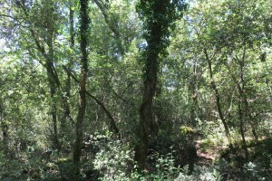 Aceri monspessulani - Quercion ilicis