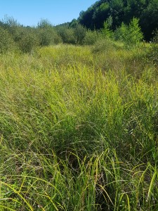 Caricetum ripario - acutiformis