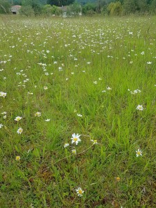 Bromopsidetalia erectae