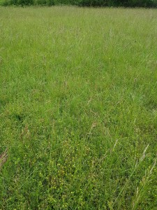 Mesobromopsidenion erectae