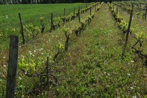 Veronico agrestis - Euphorbion peplidis