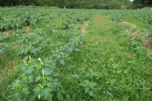 Digitario sanguinalis - Setarion viridis