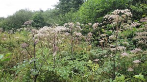 Angelico sylvestris - Filipendulenion ulmariae
