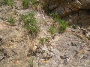 Crithmo maritimi - Limonion binervosi