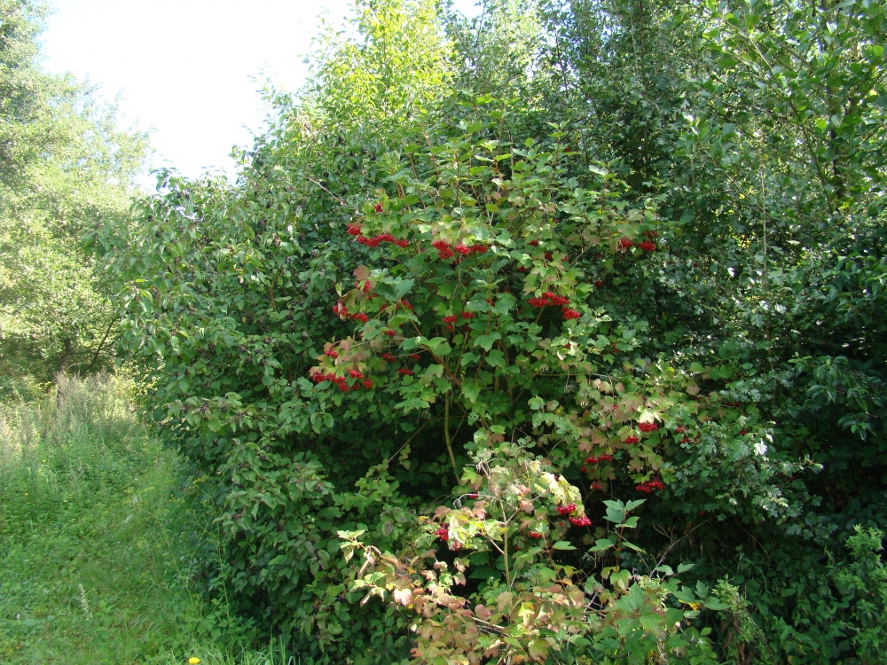 Rhamno catharticae - Viburnetum opuli