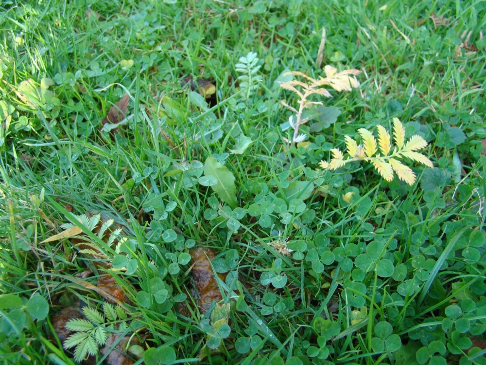 Lolio perennis - Argentinetum anserinae