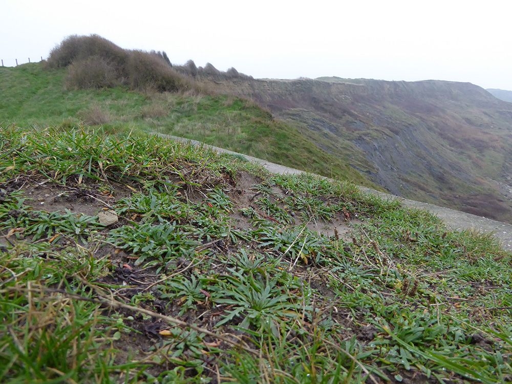 Lolio perennis - Plantaginetum coronopodis