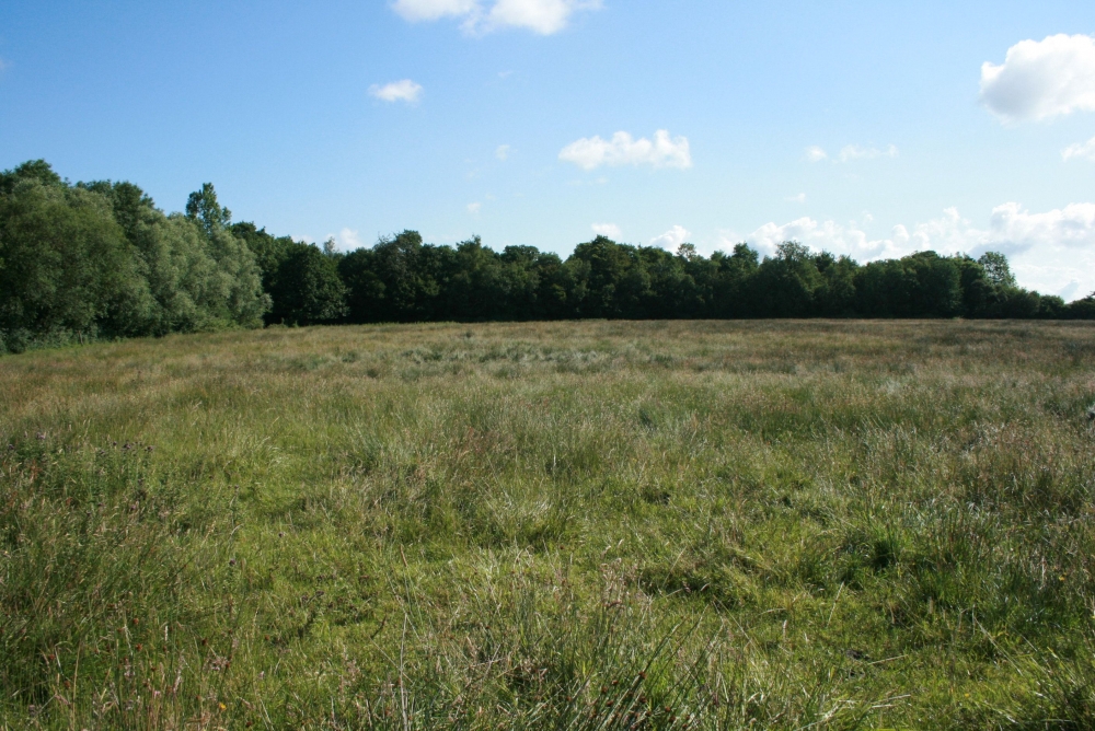 Pulicario dysentericae - Juncetum inflexi