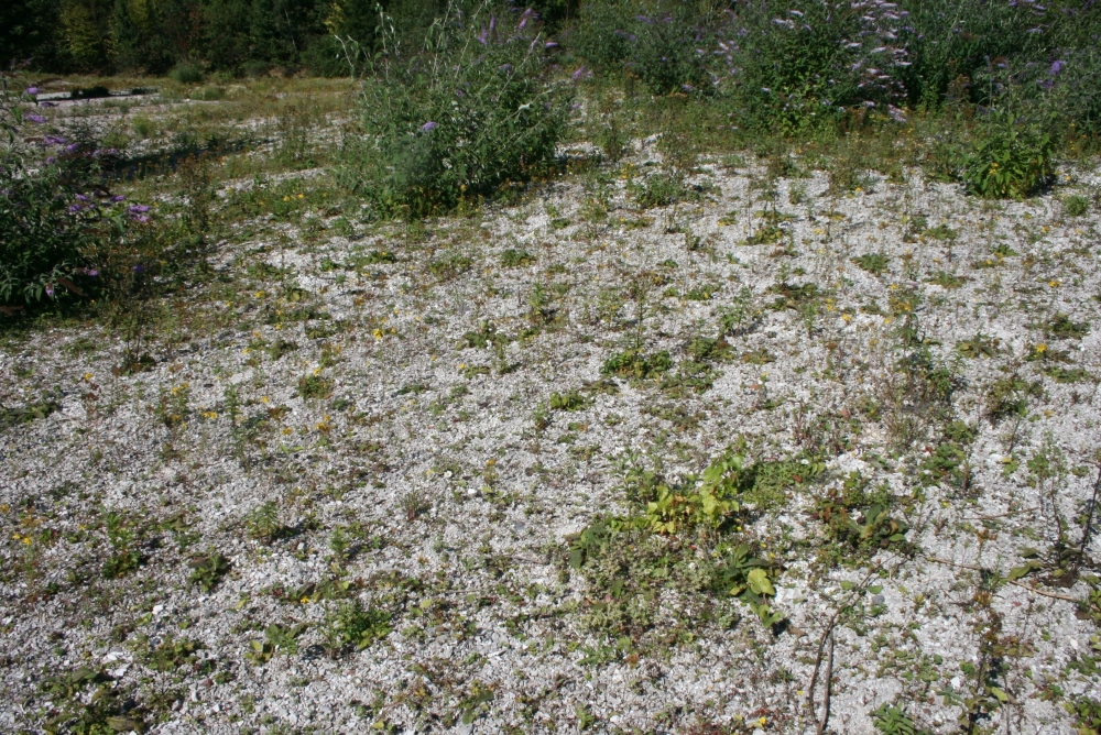 Centaurio pulchelli - Filaginetum pyramidatae