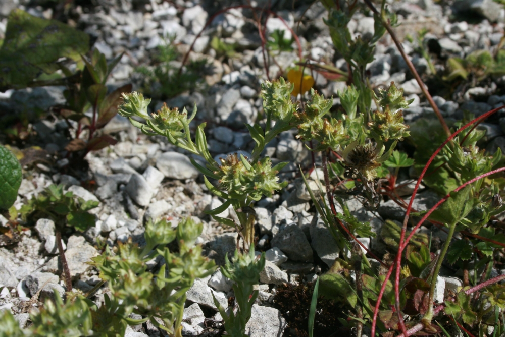 Centaurio pulchelli - Filaginetum pyramidatae