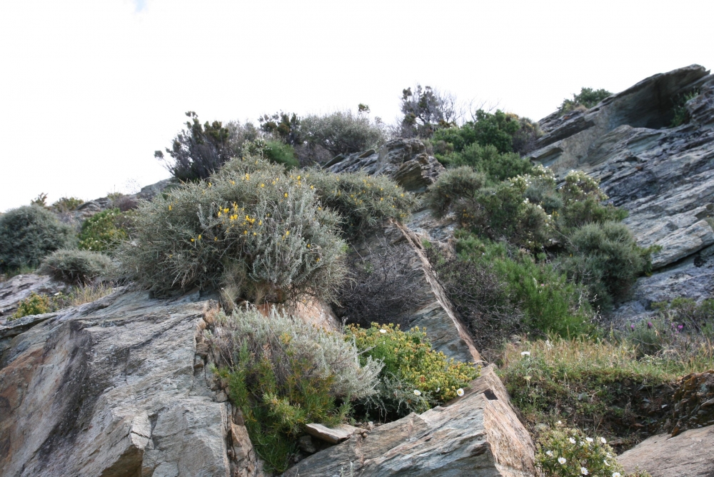 Stachyo glutinosae - Genistetum corsicae