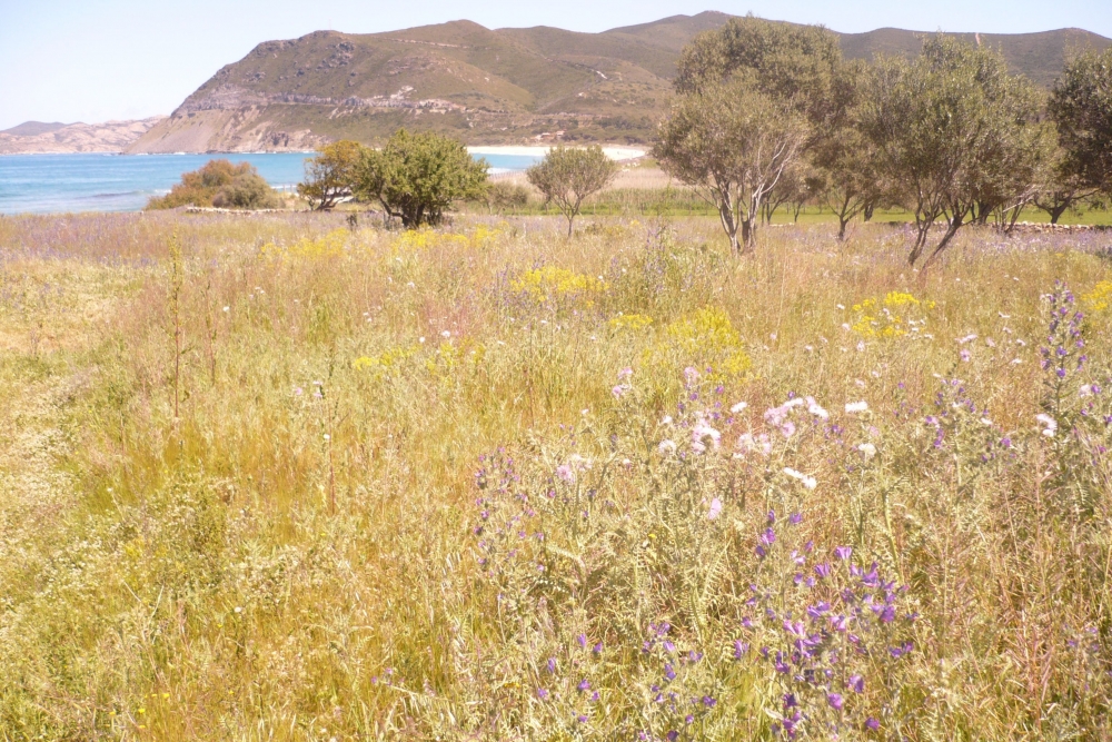 Echio plantaginei - Galactitetum elegantis