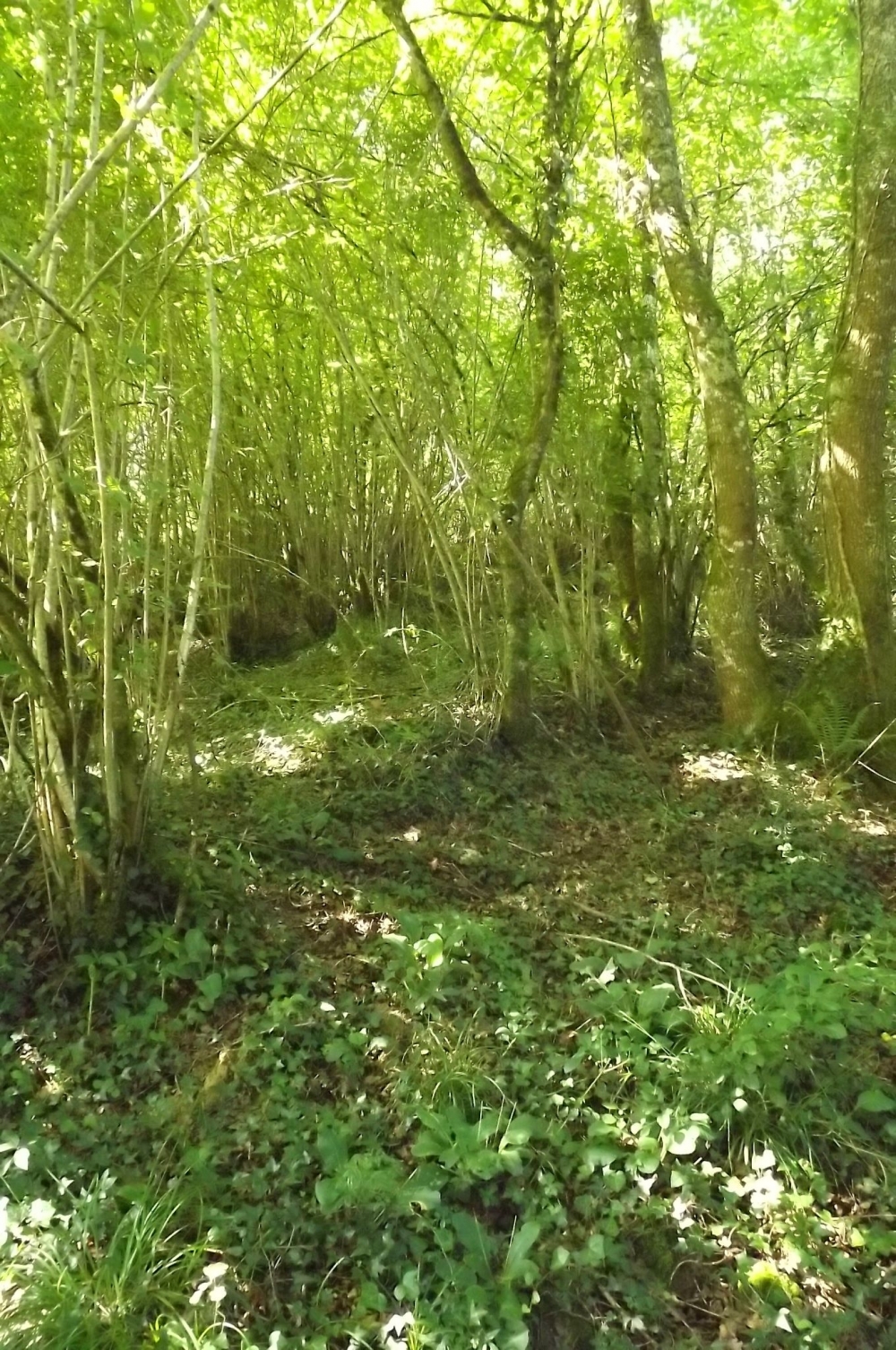 Polysticho setiferi - Saniculetum europaeae