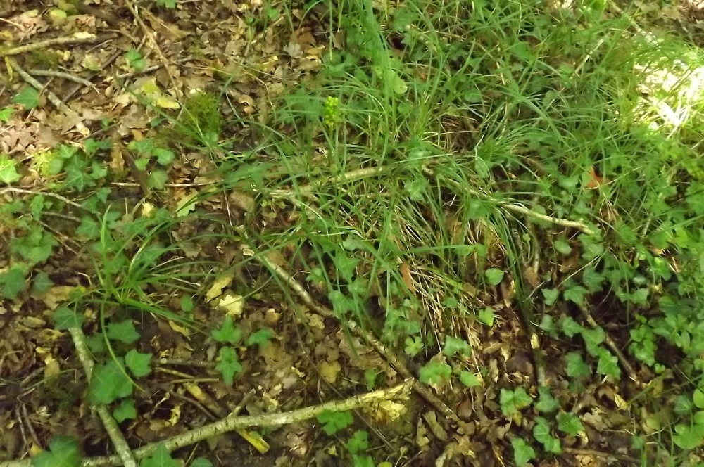 Polysticho setiferi - Saniculetum europaeae