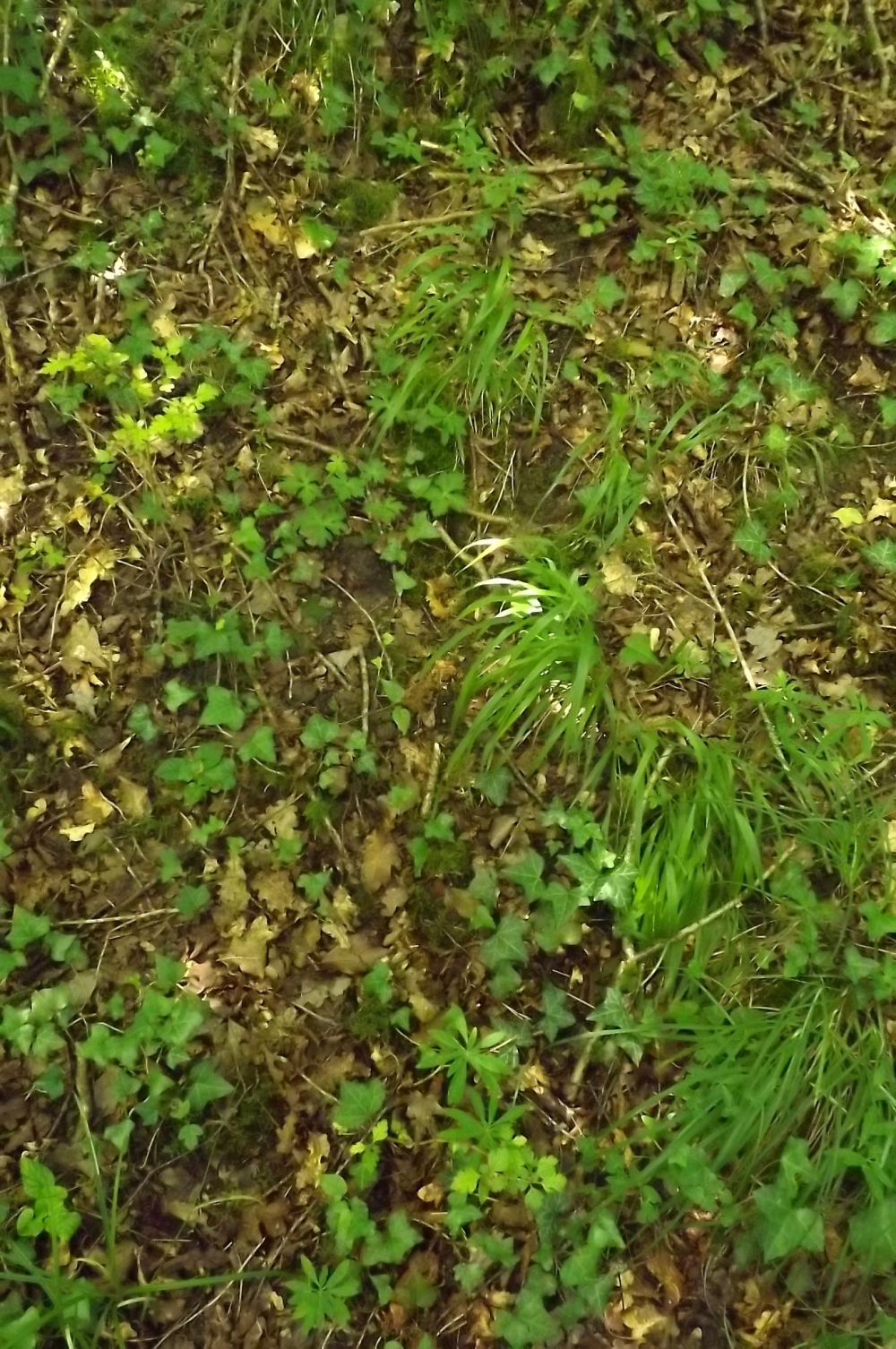 Polysticho setiferi - Saniculetum europaeae
