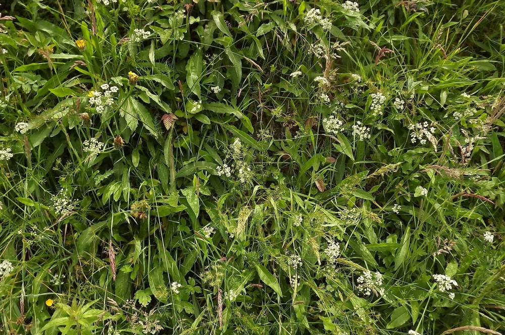 Potentillo sterilis - Conopodietum majoris