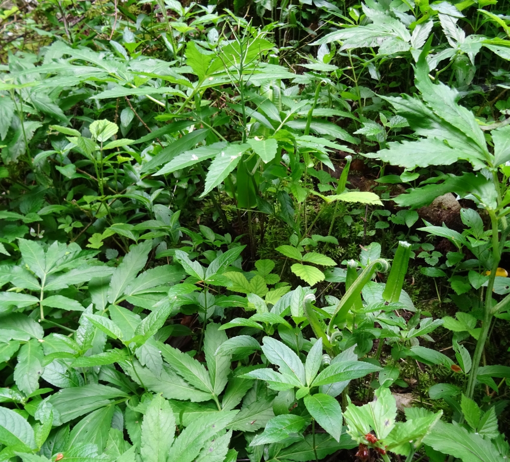 Asplenio scolopendrii - Mercurialietum perennis