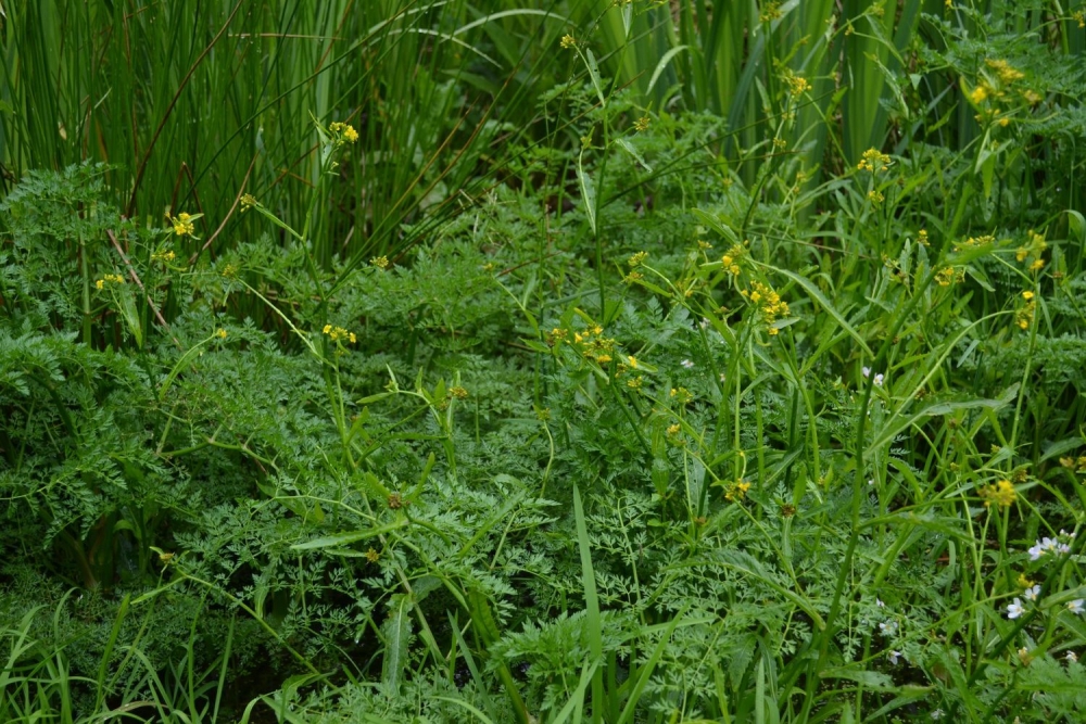 Oenantho aquaticae - Rorippetum amphibiae