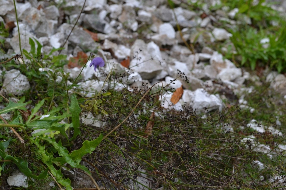 Violo hispidae - Galietum fleurotii var. gracilicaulis