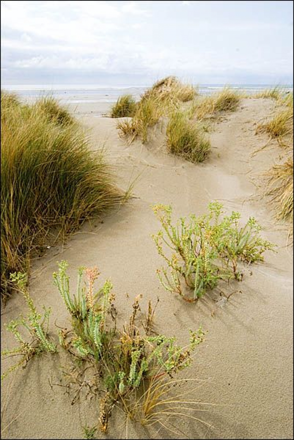 Euphorbio paraliae - Ammophiletea arenariae subsp. australis