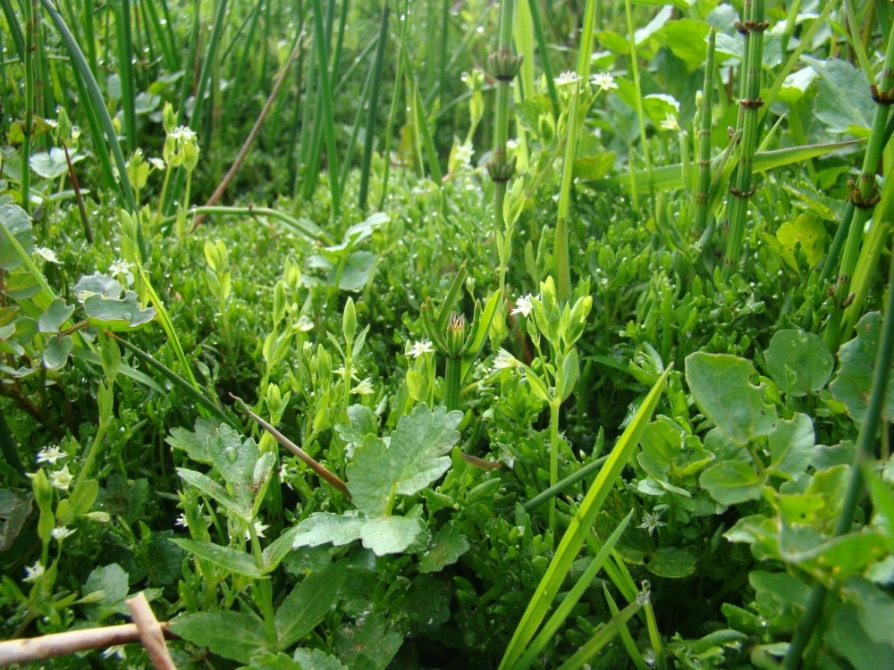 Stellario alsines - Montietum fontanae subsp. variabilis