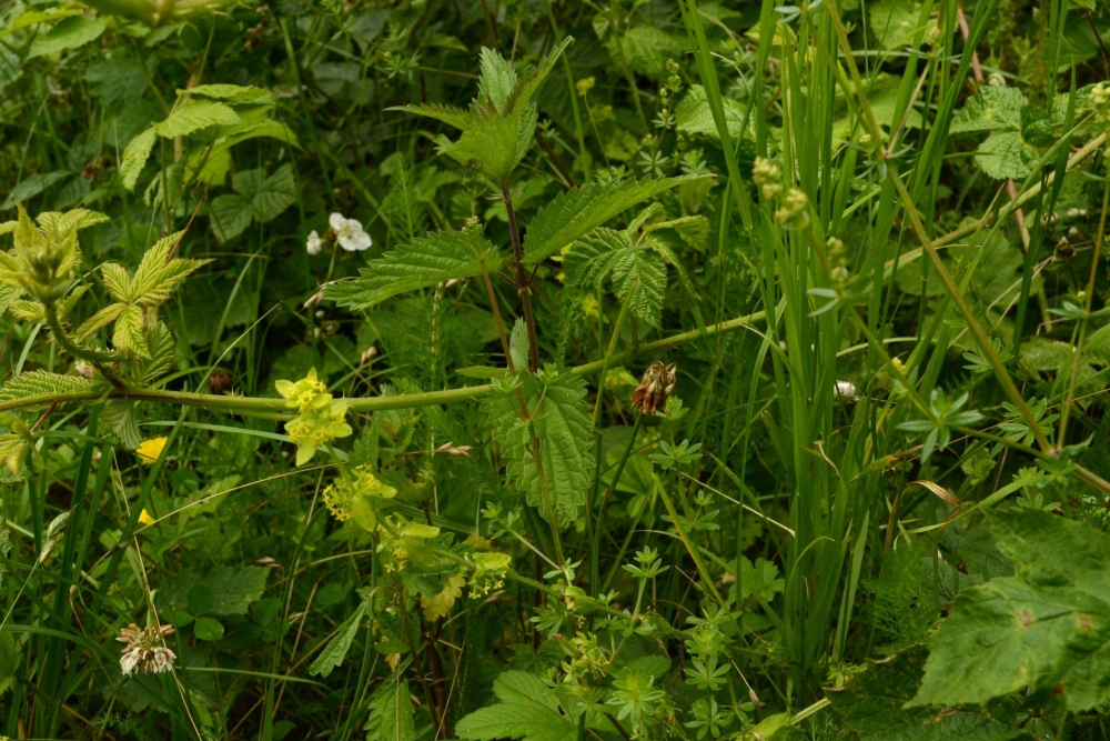 Urtico dioicae - Cruciatetum laevipedis