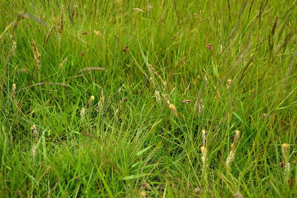 Carici trinervis - Nardetum strictae