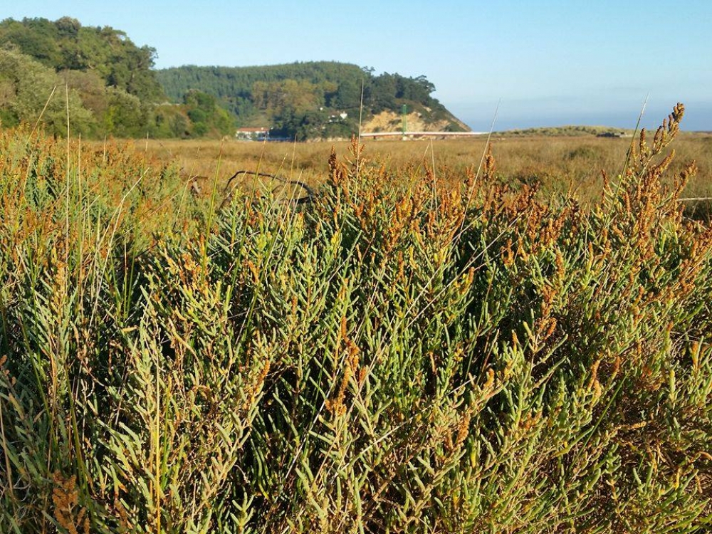 Puccinellio maritimae - Sarcocornietum fruticosae